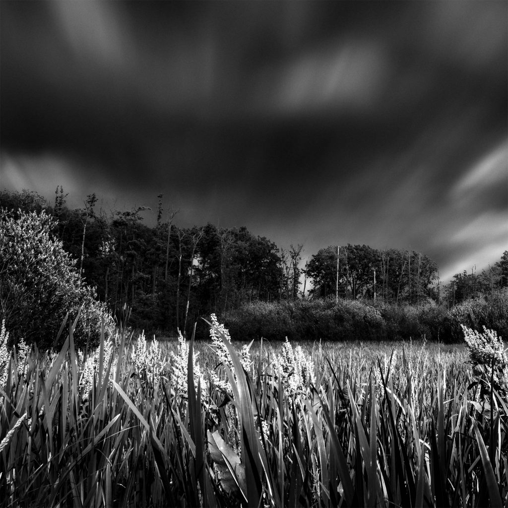 Feld im Sommer